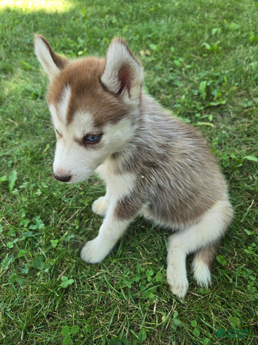 Siberian Husky dogs for sale: Lily - Image 2