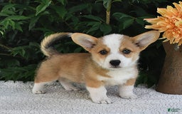 Welsh Corgi Pembroke dogs for sale: Nugget - Image 8