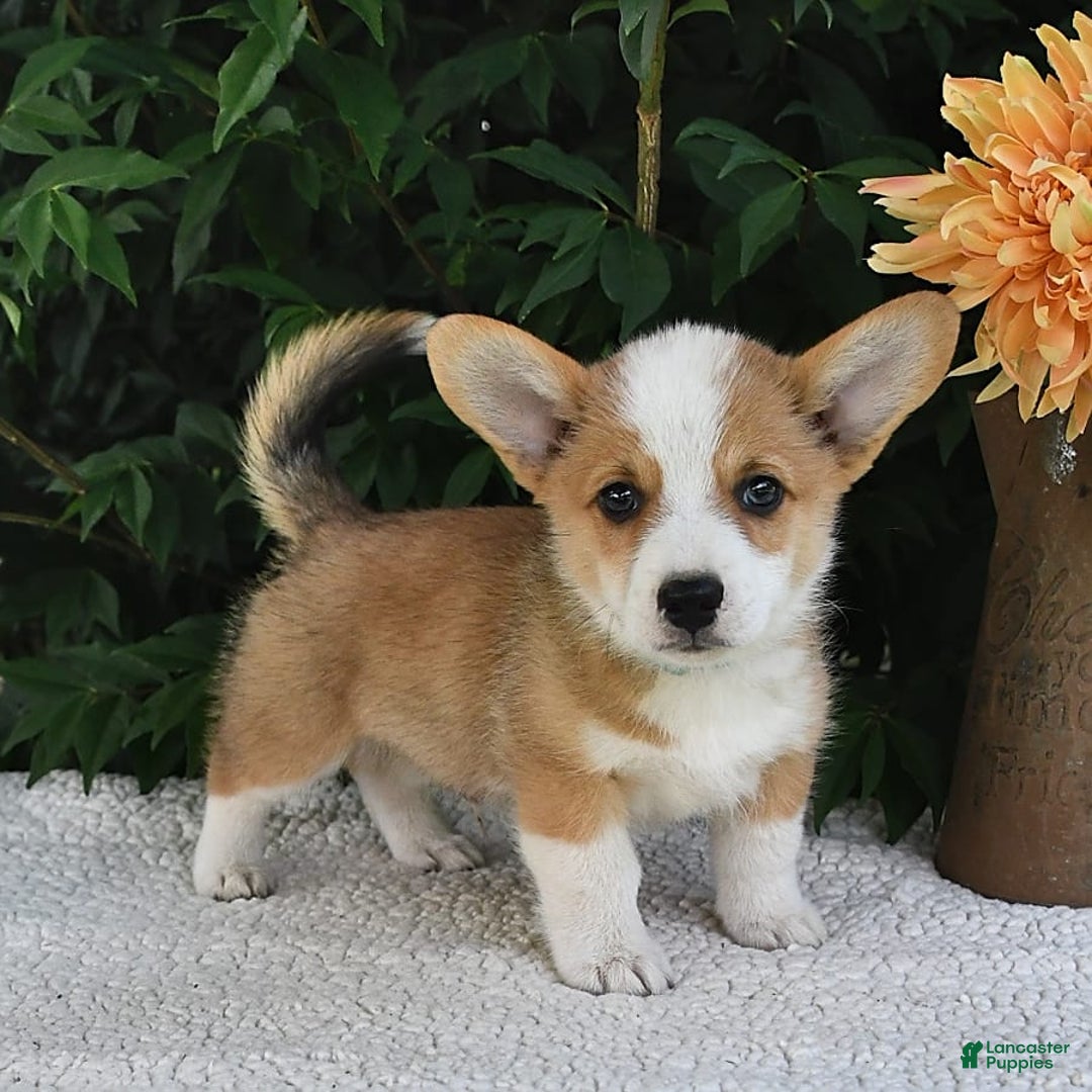 Welsh Corgi Pembroke dogs for sale: Nugget - Image 8