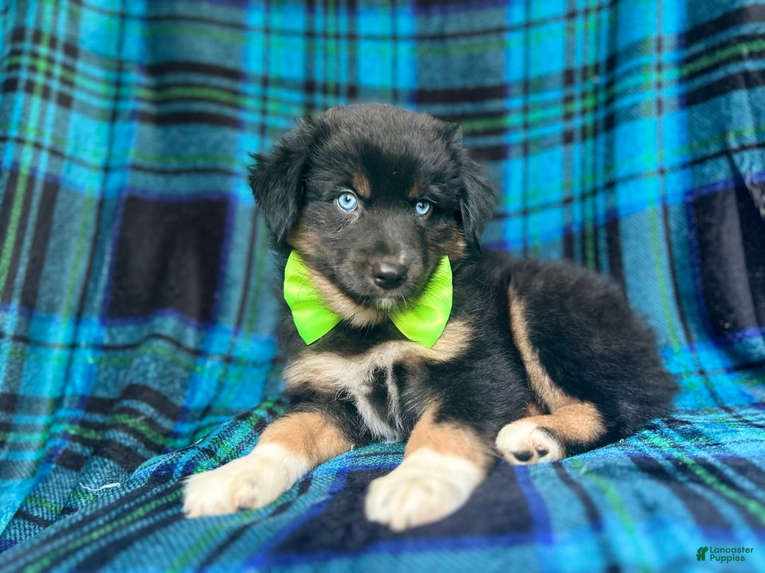 Miniature Australian Shepherd dogs for sale: Moose - Image 4