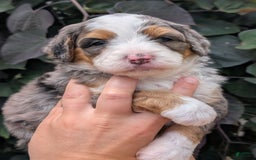 Mini Bernedoodle dogs for sale: Indy - Image 16