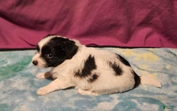 Chihuahua dogs for sale: Nix - Image 7