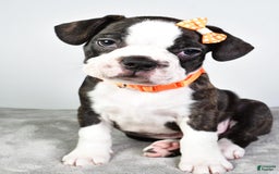 Frenchton dogs for sale: Franklin - Image 2