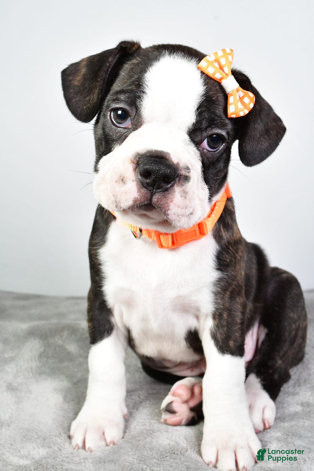 Frenchton dogs for sale: Franklin - Image 2