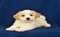 Shihpoo dogs for sale: Jim - Image 3