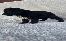 Mini Aussiedoodle dogs for sale: Hadley - Image 1