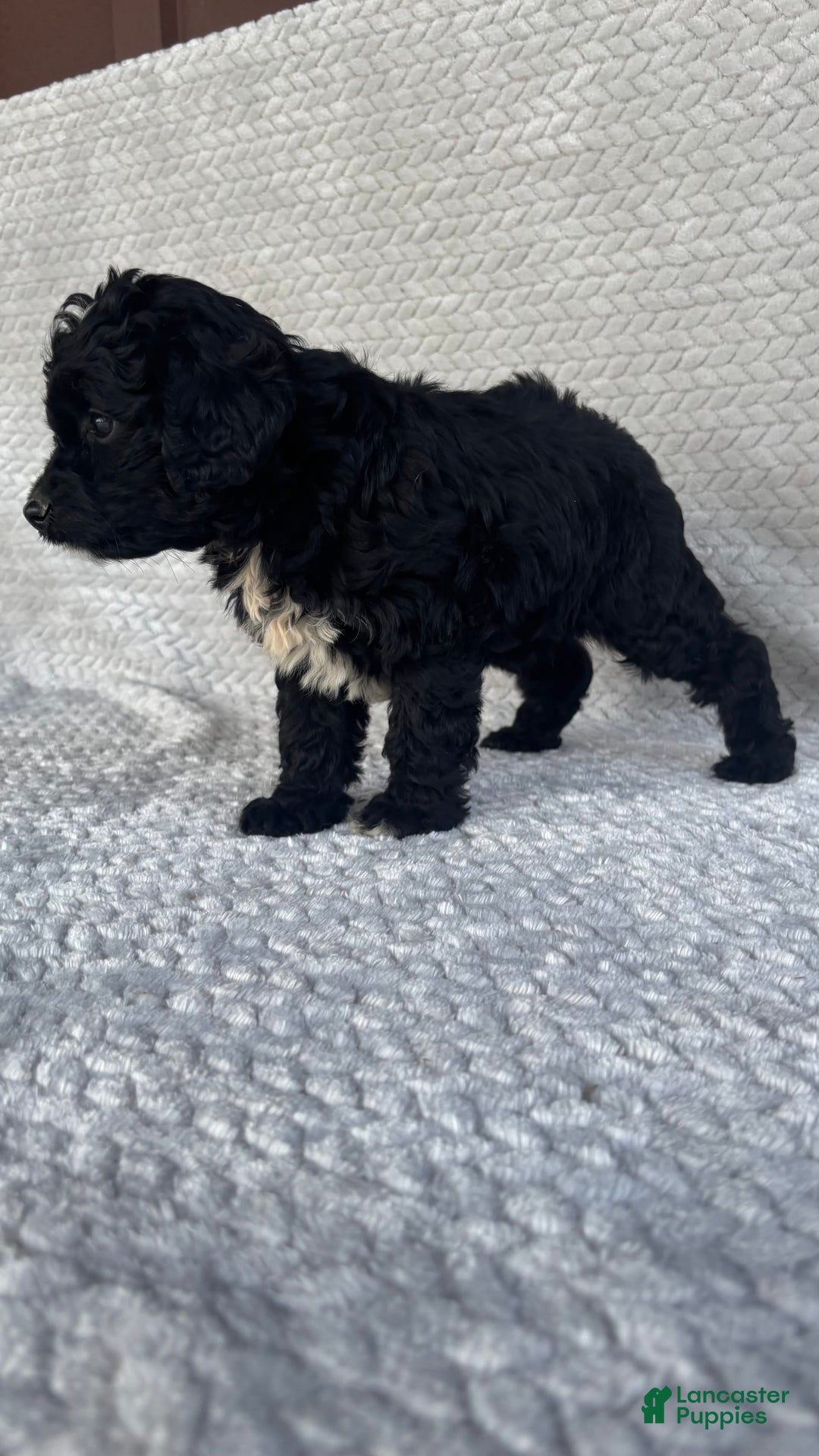Mini Aussiedoodle dogs for sale: Hadley - Image 1