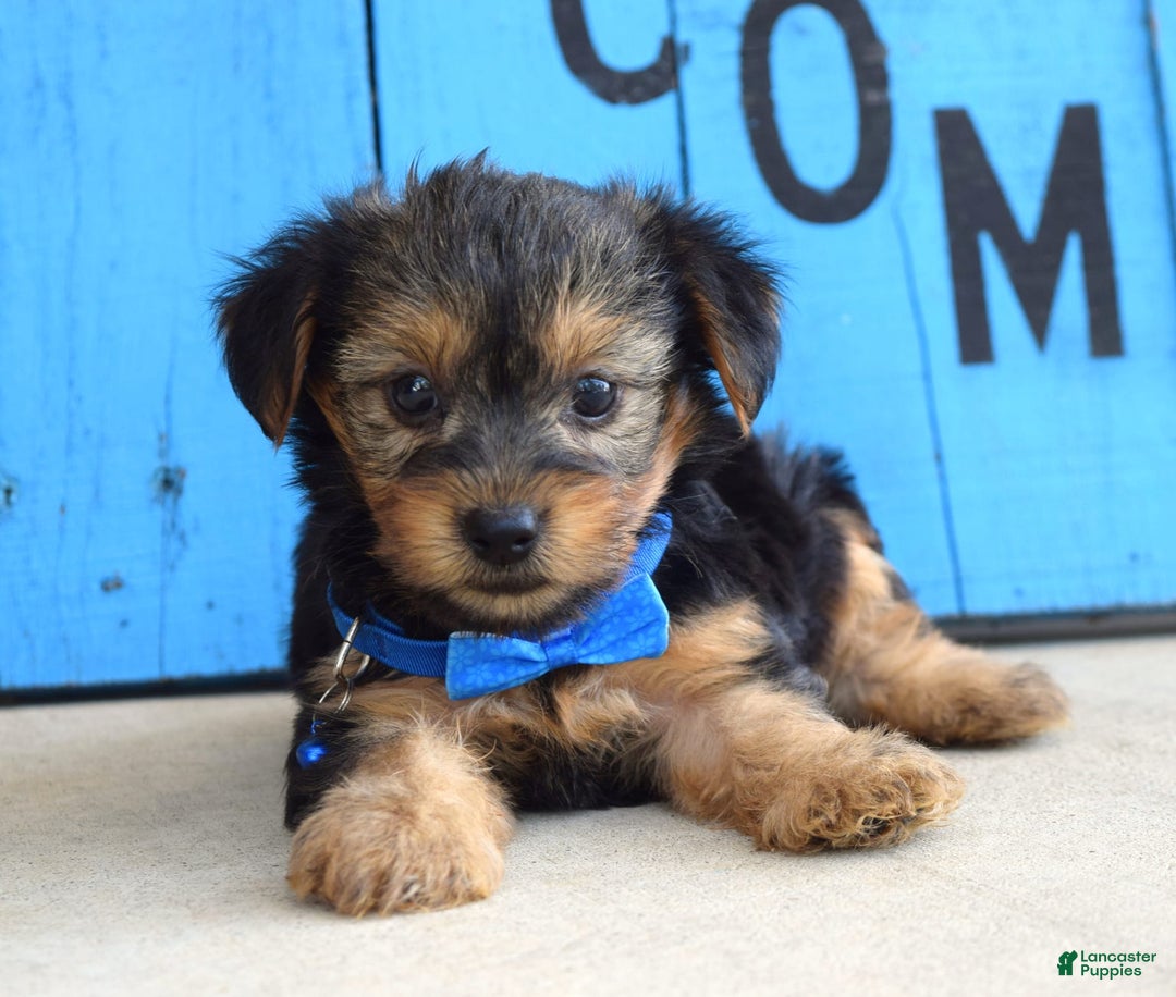 Yorkshire Terrier dogs for sale: Audi - Image 6