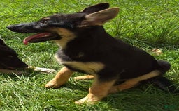 German Shepherd dogs for sale: Heidi - Image 12