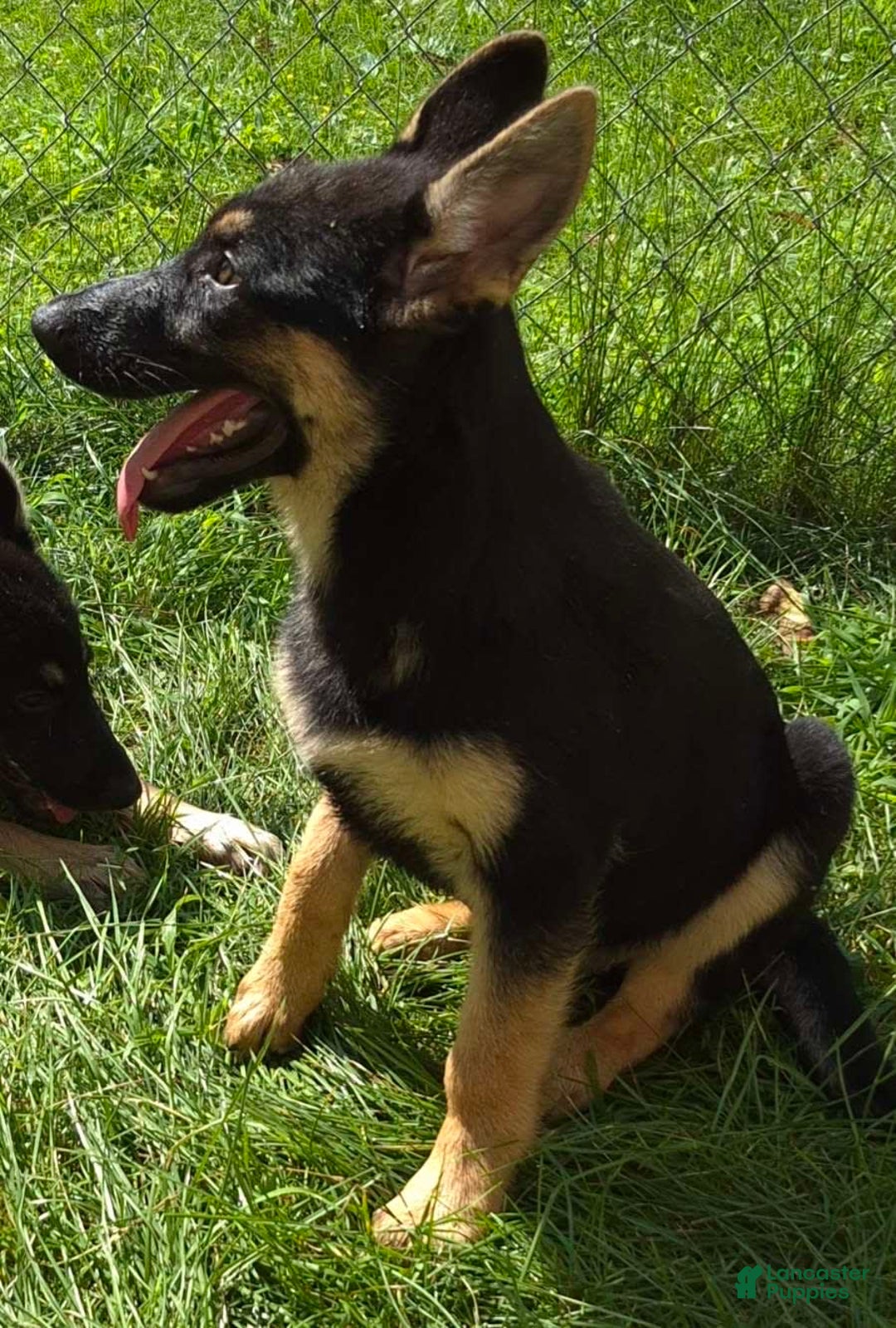 German Shepherd dogs for sale: Heidi - Image 12