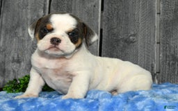 Beabull dogs for sale: Violet - Image 4