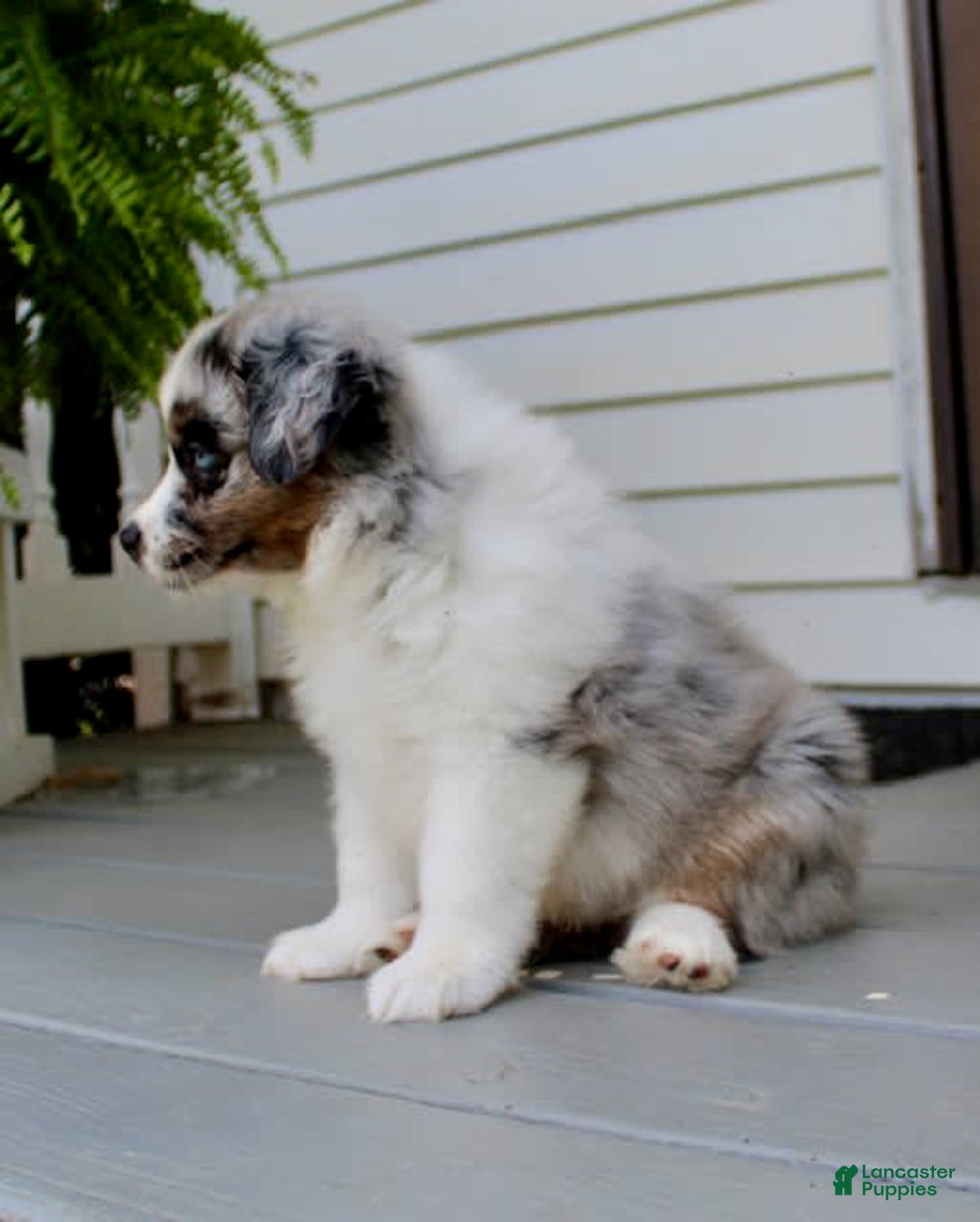 Miniature Australian Shepherd dogs for sale: Marley - Image 2