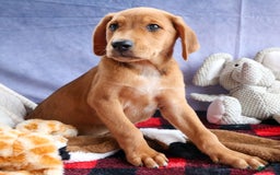 Beagle dogs for sale: Charlie - Image 10
