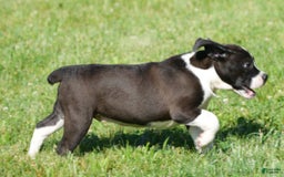 Beabull dogs for sale: Aaron - Image 14