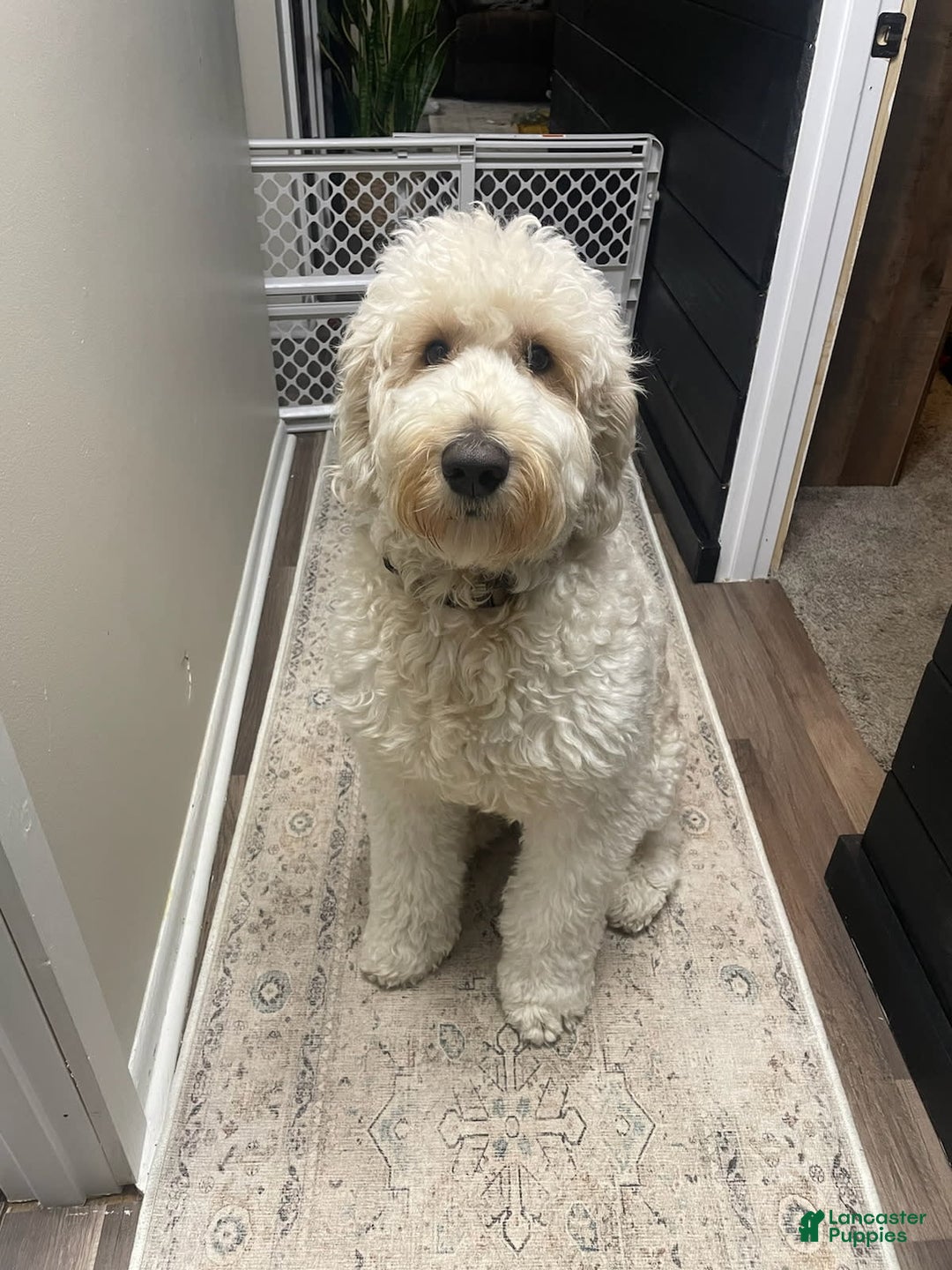 Goldendoodle dogs for sale: Chase F1b Goldendoodle - Image 6
