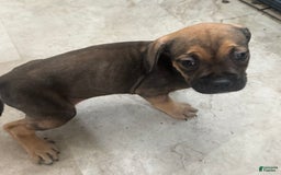 South African Boerboels dogs for sale: Luna - Image 8
