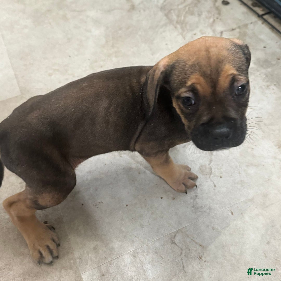 South African Boerboels dogs for sale: Luna - Image 8