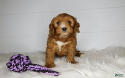 Cavapoo dogs for sale: Baxter - Image 1