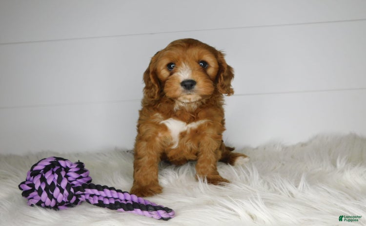 Cavapoo dogs for sale - Ad 2