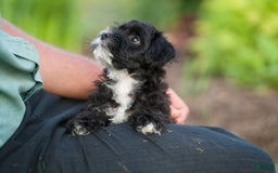 Yorkiepoo dogs for sale: Peter - Image 6