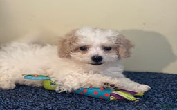 Cavachon dogs for sale: Annabelle - Image 5