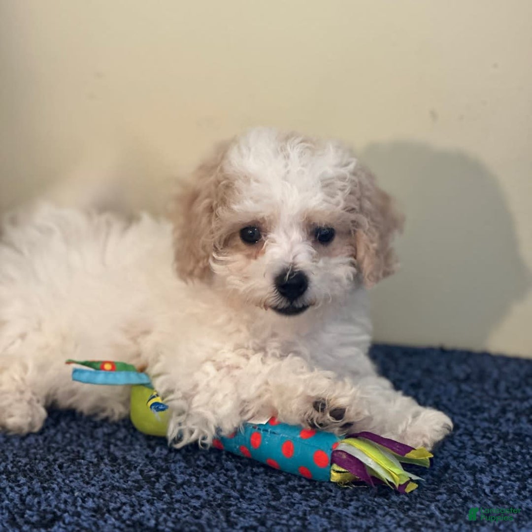 Cavachon dogs for sale: Annabelle - Image 5