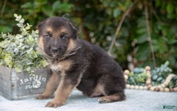 German Shepherd dogs for sale: Mochi - Image 2