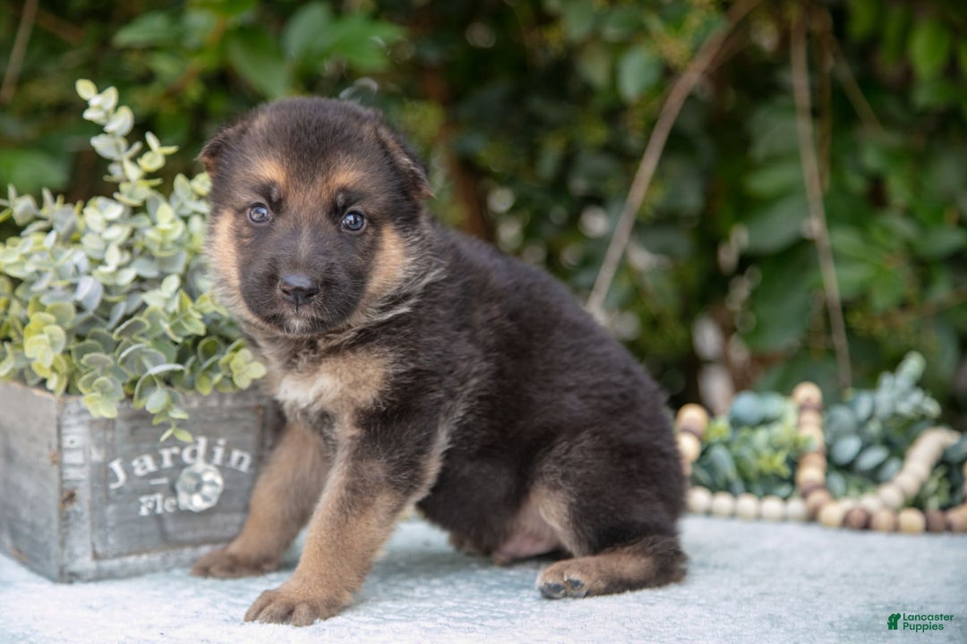 German Shepherd dogs for sale: Mochi - Image 2