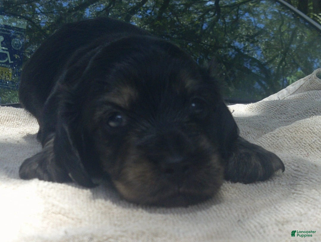 Dachshund dogs for sale: Benji - Image 4