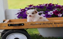 Toy Poodle dogs for sale: Memory - Image 10