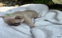 French Bulldog dogs for sale: Charlie Brown - Image 2