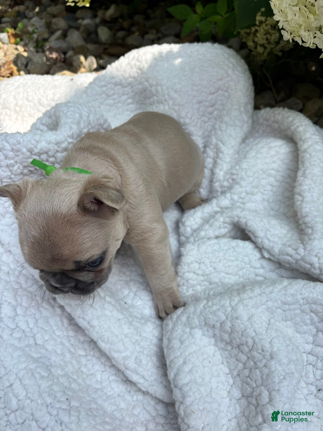 French Bulldog dogs for sale: Charlie Brown - Image 2