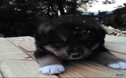 Bernese Mountain Dog dogs for sale: Bernese Mountain Dog 4 puppies - Image 4