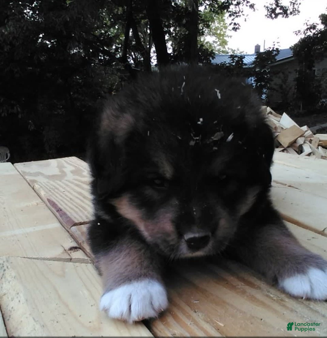 Bernese Mountain Dog dogs for sale: Bernese Mountain Dog 4 puppies - Image 4