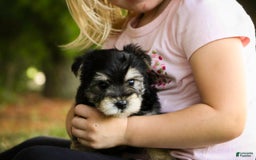 Morkie dogs for sale: Skipper - Image 5