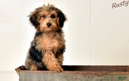Cockapoo dogs for sale: Male Two - Image 5