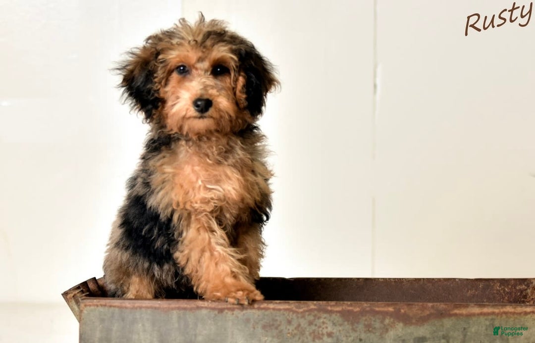 Cockapoo dogs for sale: Male Two - Image 5