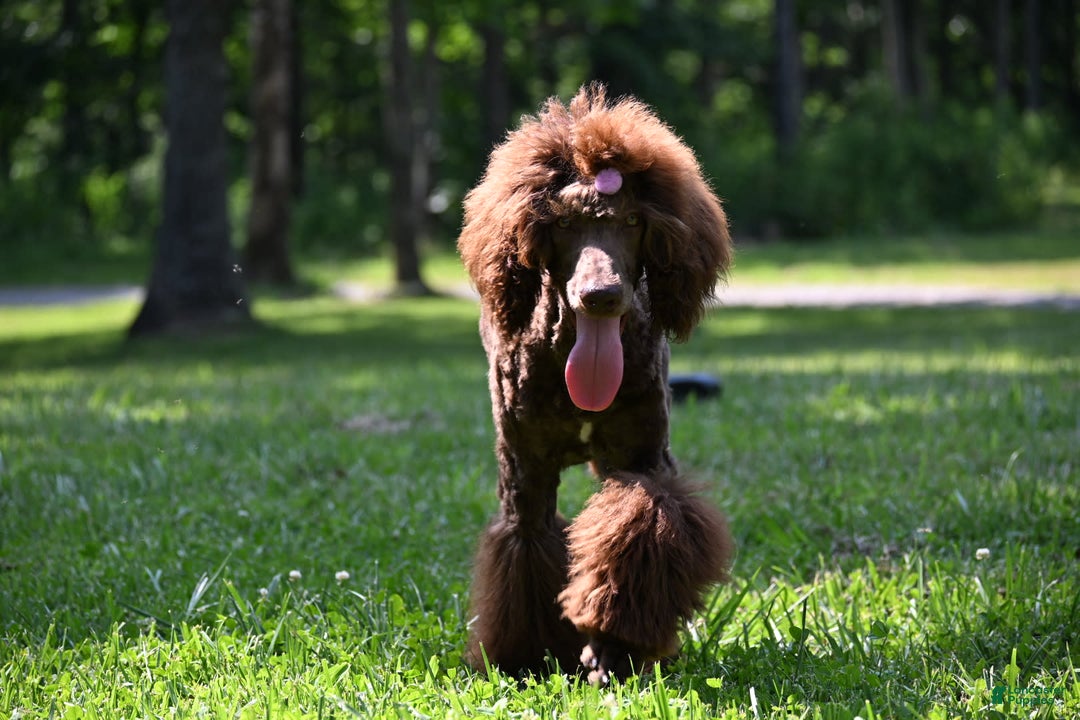 Standard Poodle dogs for sale: Quinn - Image 2
