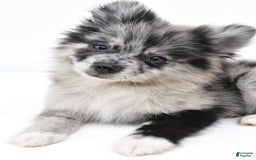 Pomeranian dogs for sale: Dolly - Image 5
