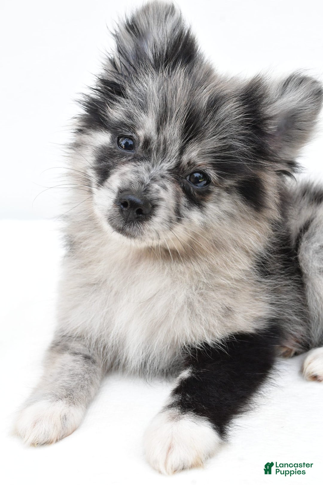 Pomeranian dogs for sale: Dolly - Image 5