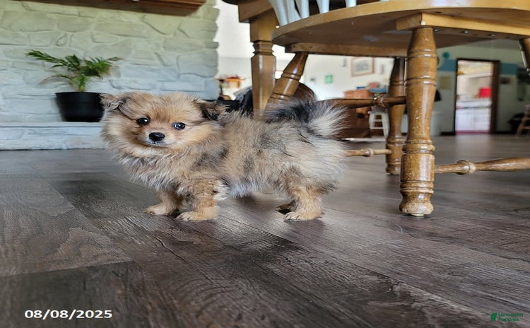 Pomeranian dogs for sale - Ad 5