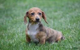 Dachshund dogs for sale: Willow - Image 6