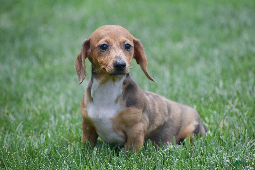 Dachshund dogs for sale: Willow - Image 6