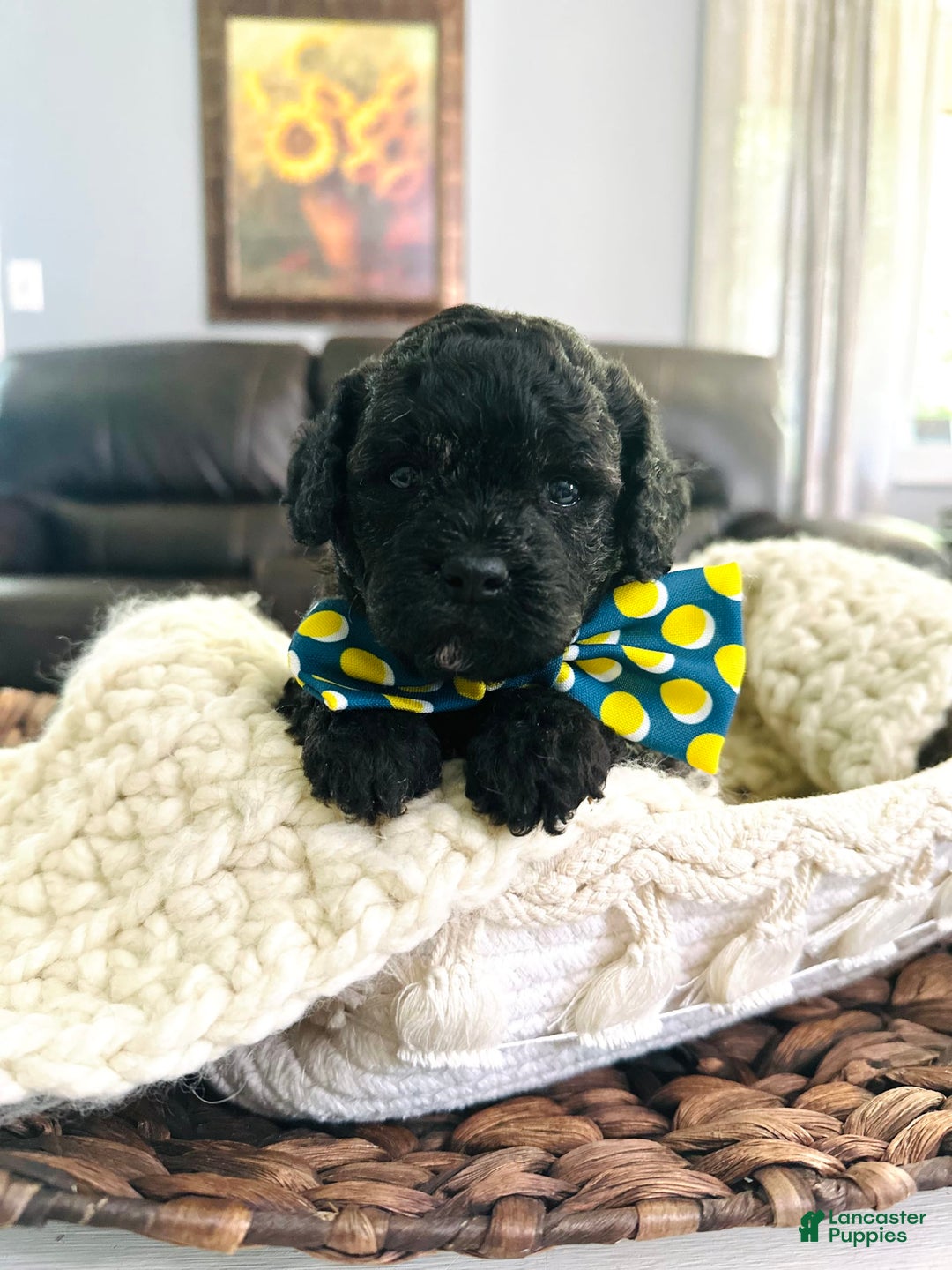 Miniature Poodle dogs for sale: Brindle boy - Image 5
