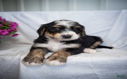 Bernedoodle dogs for sale: Jordan - Image 11