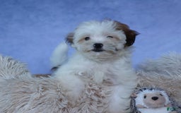 Shihpoo dogs for sale: Sophie - Image 15