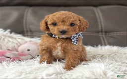 Mini Goldendoodle dogs for sale: Minnie Mini F1b - Image 7