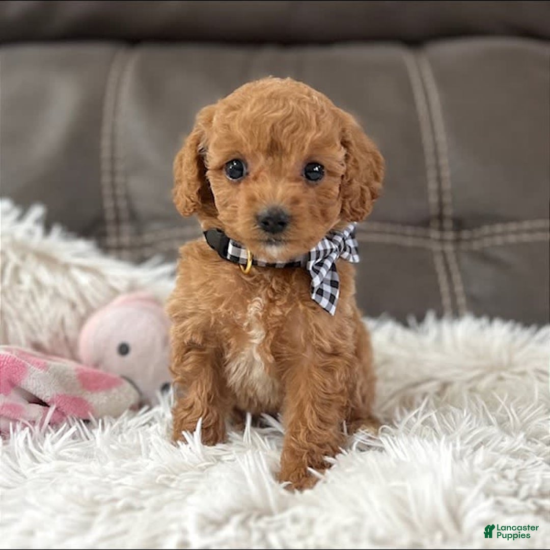 Mini Goldendoodle dogs for sale: Minnie Mini F1b - Image 7