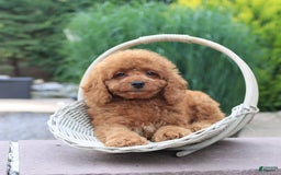 Miniature Poodle dogs for sale: Happy - Image 5