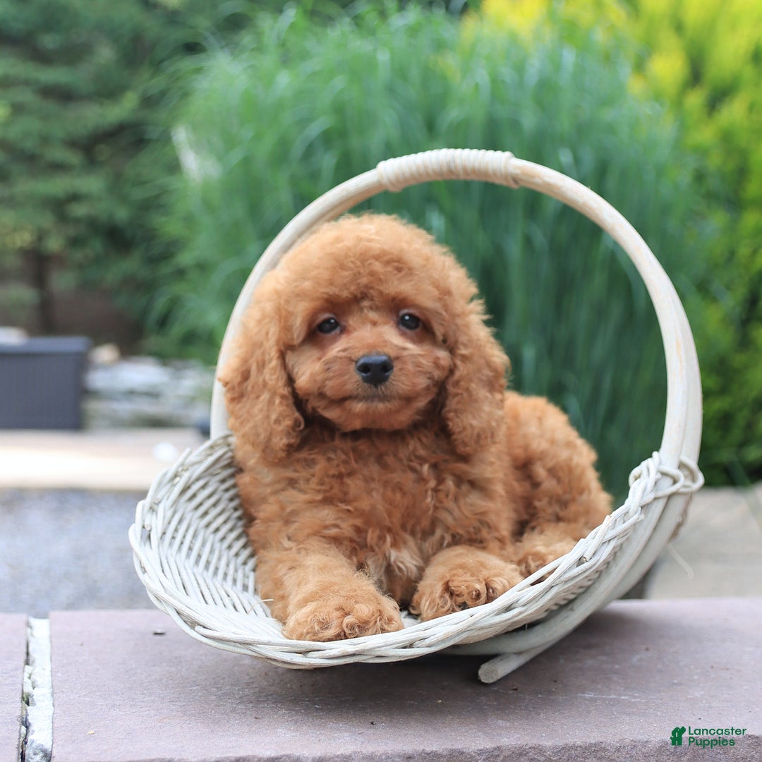 Miniature Poodle dogs for sale: Happy - Image 5